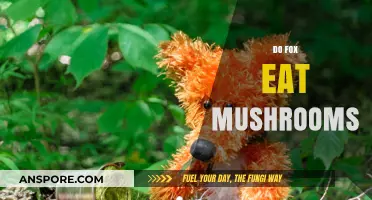 Do Foxes Eat Mushrooms? Exploring Their Diet and Fungal Habits