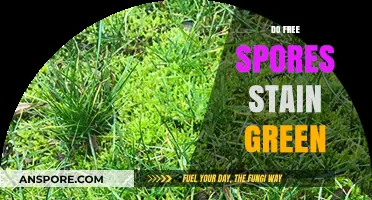 Do Free Spores Stain Green? Unveiling the Truth Behind the Myth