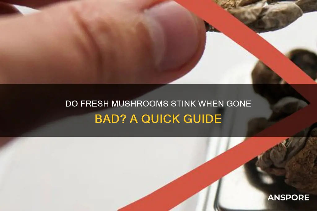 do fresh mushrooms stink when gone bad