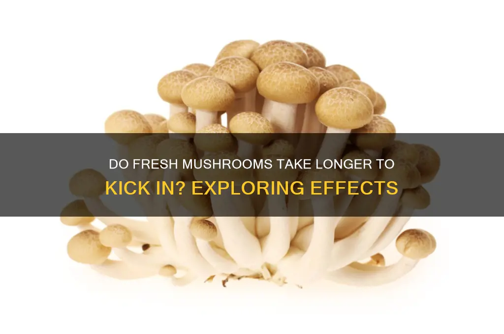 do fresh mushrooms take longer to kick in