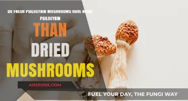 Fresh vs. Dried Psilocybin Mushrooms: Which Contains More Psilocybin?