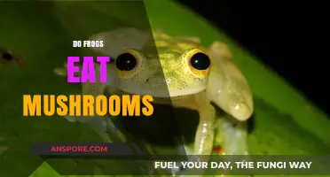 Do Frogs Eat Mushrooms? Exploring Amphibian Diets and Fungal Consumption