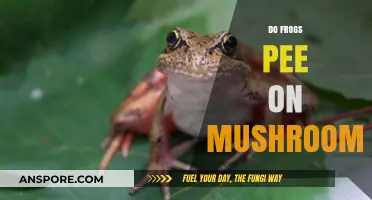 How Frogs Use Mushrooms as a Restroom
