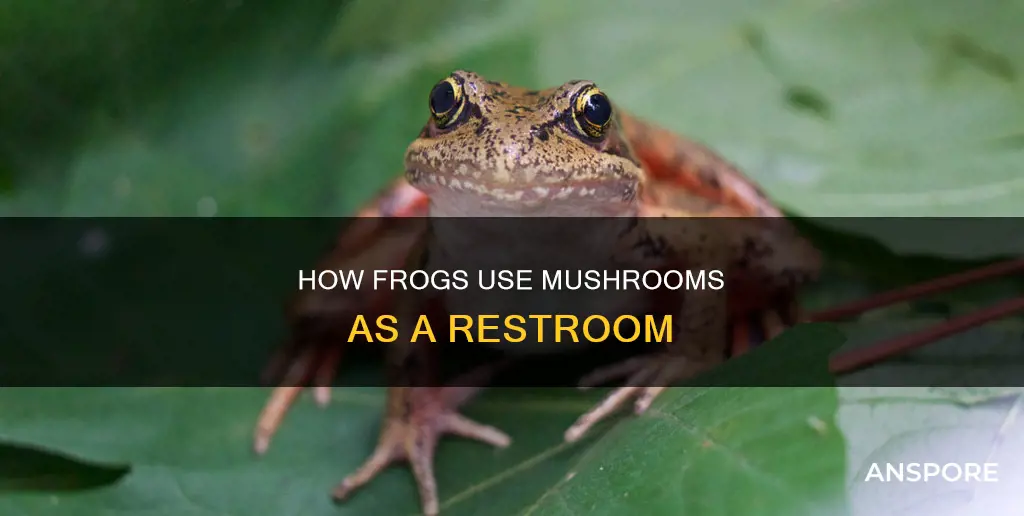 do frogs pee on mushrooms