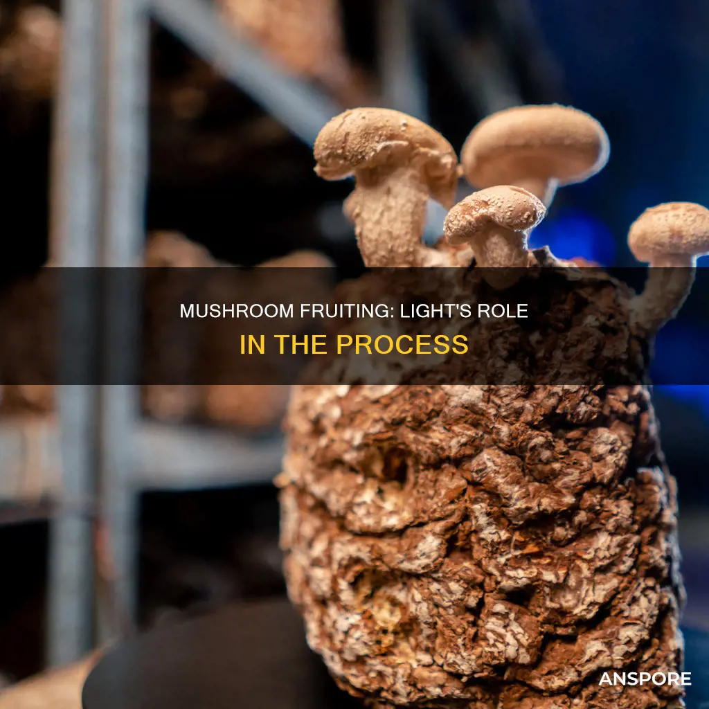 do fruiting mushrooms need light