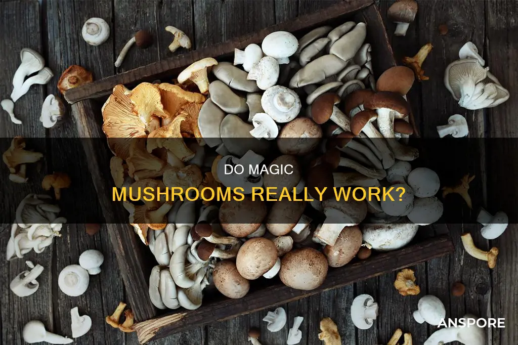 do functional mushrooms actually work