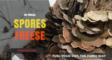 Can Fungal Spores Survive Freezing Temperatures? Exploring Their Resilience