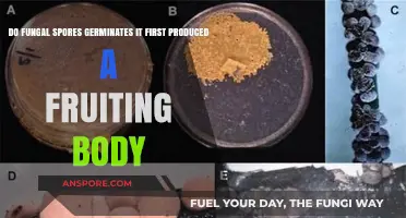 Fungal Spores: Fruiting Body Formation Before Germination Explained