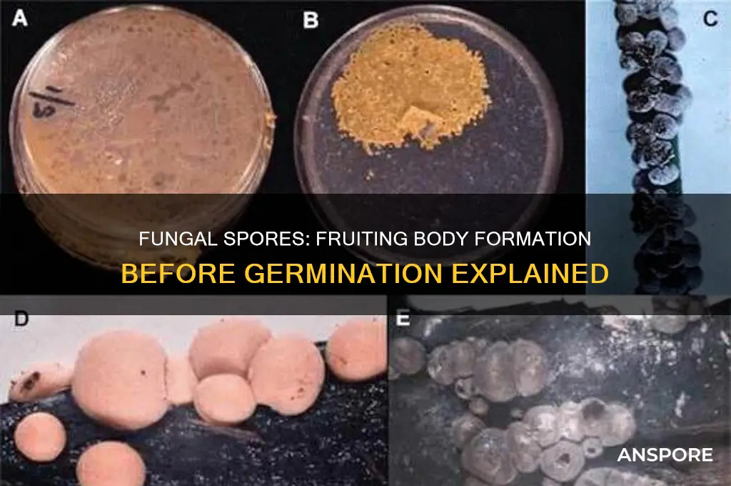 do fungal spores germinates it first produced a fruiting body