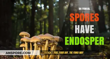 Do Fungal Spores Contain Endosperm? Unraveling the Mystery
