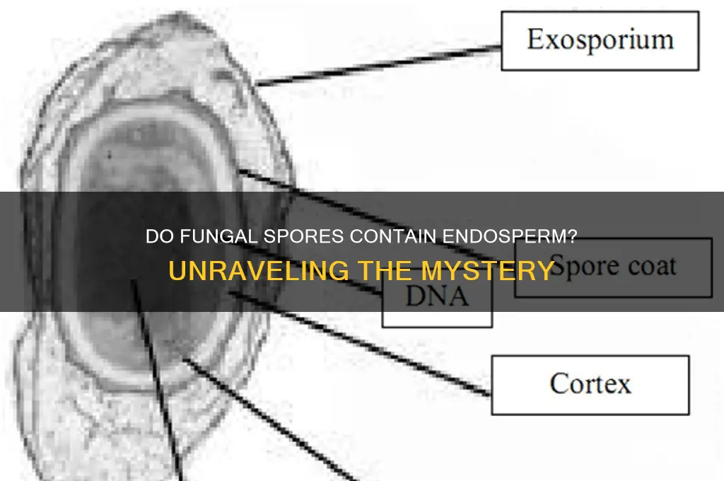 do fungal spores have endosperm
