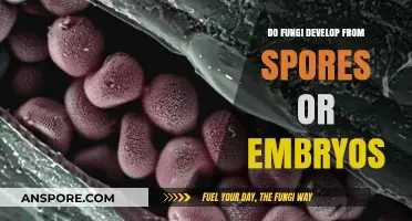 Fungi Origins: Spores vs. Embryos – Unraveling Their Development Mystery
