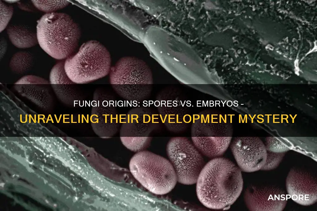 do fungi develop from spores or embryos