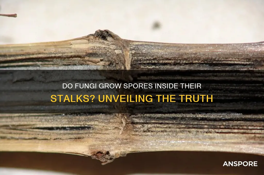 do fungi grow spores inside their stalks