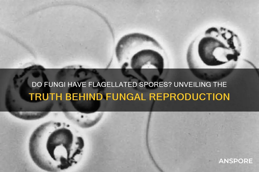 do fungi have flagellated spores