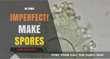 Do Fungi Imperfecti Produce Spores? Unveiling Their Reproductive Secrets