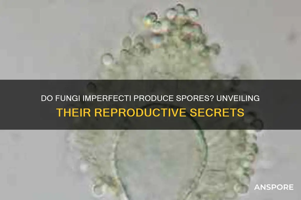 do fungi imperfecti make spores