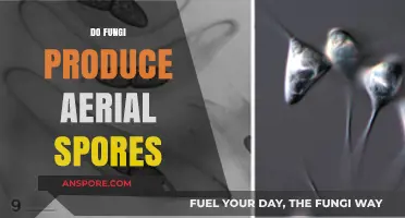 Do Fungi Produce Aerial Spores? Unveiling the Truth Behind Fungal Reproduction