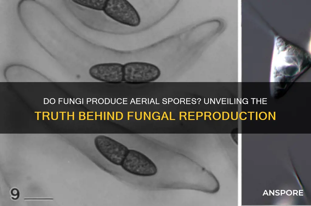 do fungi produce aerial spores