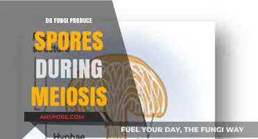 Fungi and Meiosis: Understanding Spores Production in Fungal Reproduction