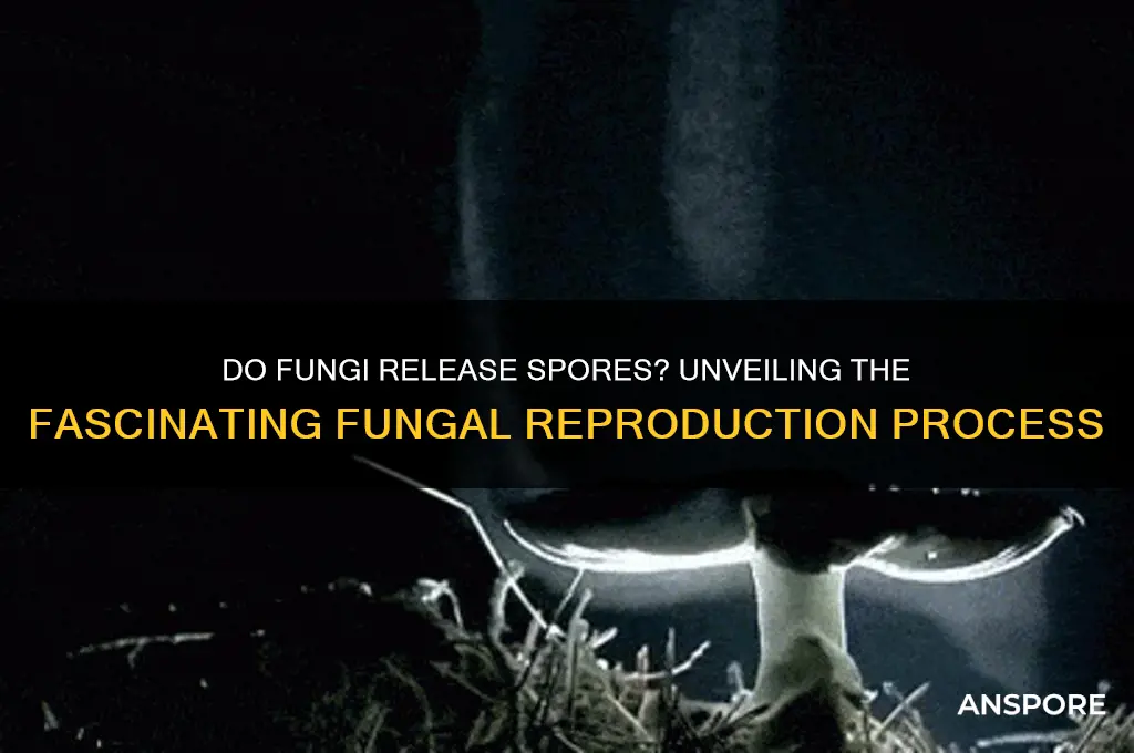 do fungi release spores