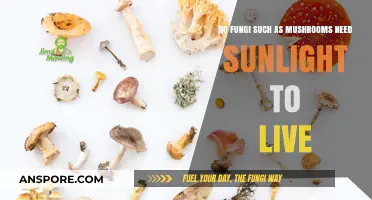 Do Mushrooms Need Sunlight? Unveiling Fungi's Survival Secrets