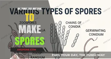Do Fungi Use Mitosis to Create Spores? Exploring Fungal Reproduction