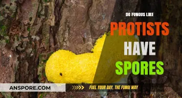 Do Fungus-Like Protists Produce Spores? Unraveling Their Reproductive Mechanisms