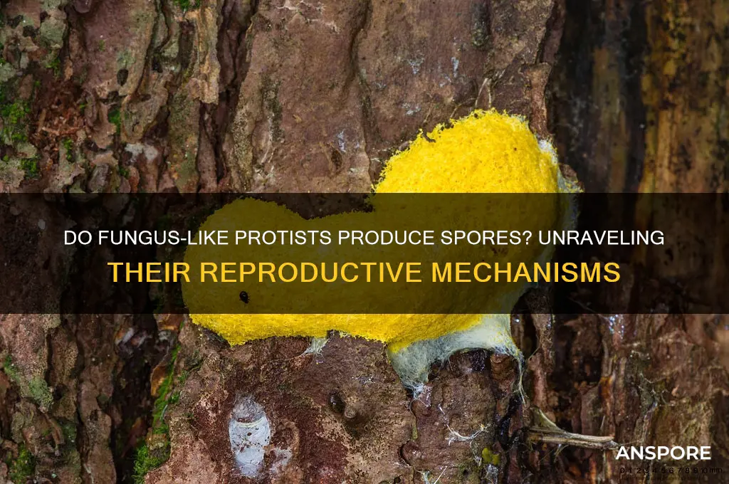 do fungus like protists have spores