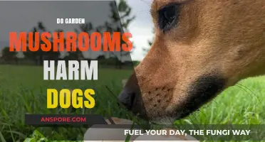 Mushrooms in Gardens: Are They Dangerous for Dogs?