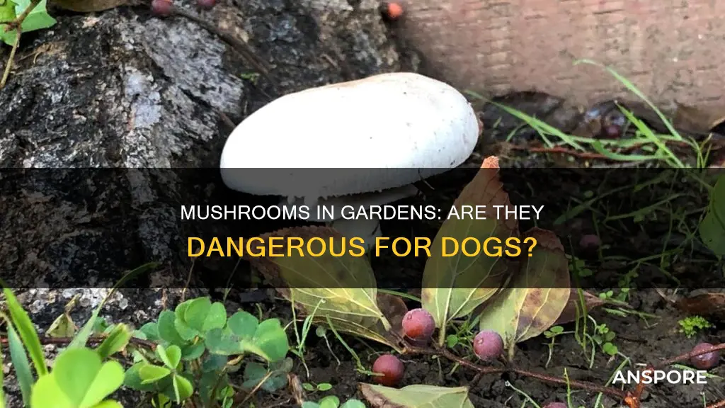 do garden mushrooms harm dogs