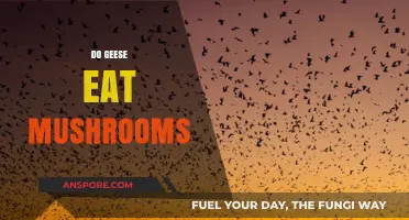 Do Geese Eat Mushrooms? Exploring Their Diet and Foraging Habits