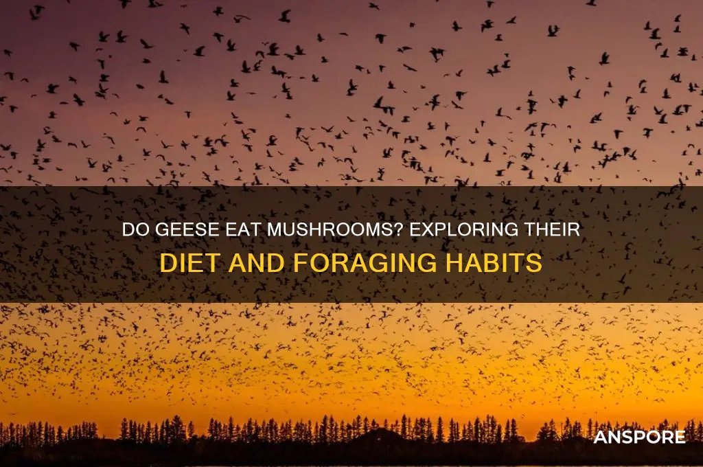 do geese eat mushrooms