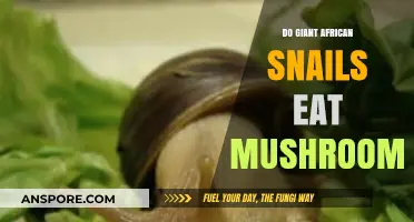 Do Giant African Snails Eat Mushrooms? A Dietary Exploration