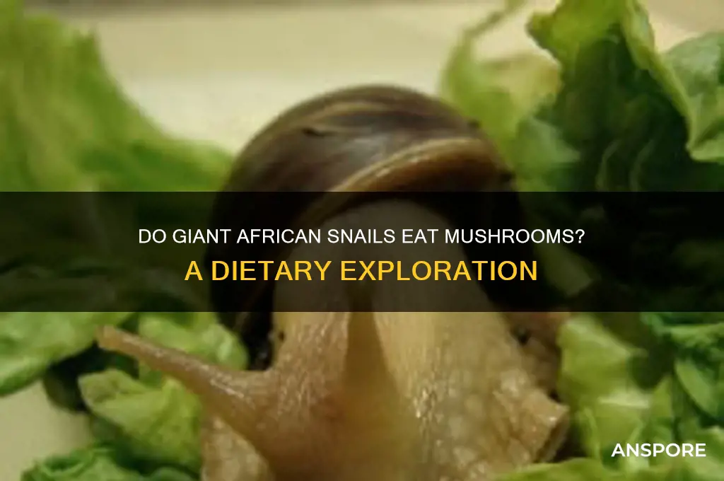 do giant african snails eat mushrooms