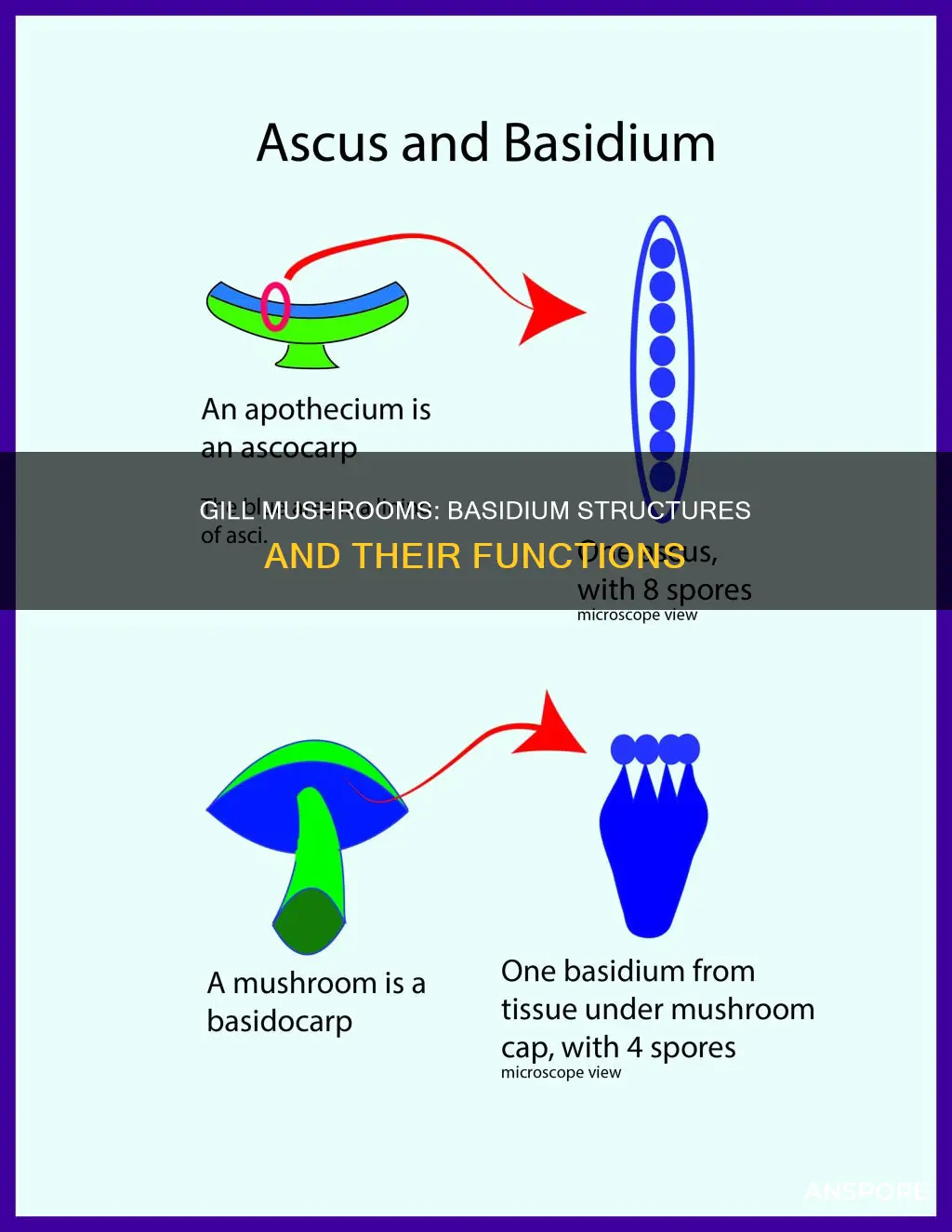 do gill mushrooms have basidium