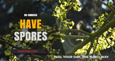 Unveiling the Truth: Do Ginkgo Trees Produce Spores?