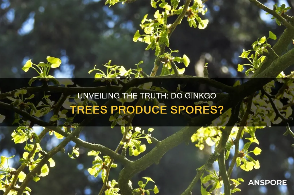 do ginkgos have spores