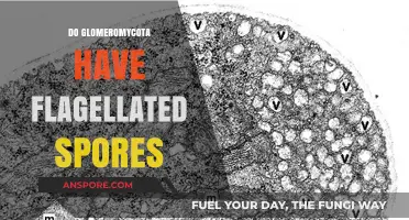Glomeromycota's Unique Spores: Do They Possess Flagellated Structures?