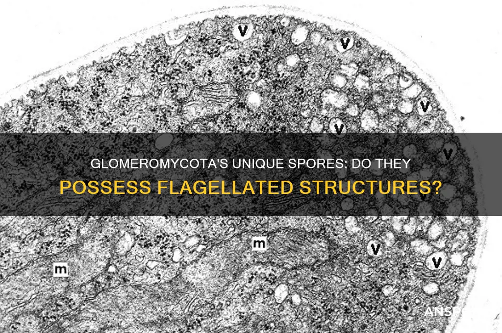 do glomeromycota have flagellated spores
