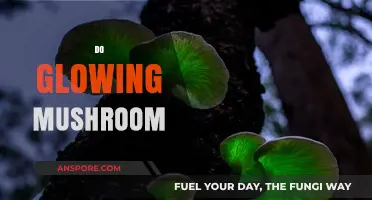 Glowing Mushrooms: Nature's Magical Light Show