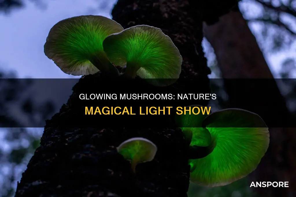 do glowing mushroom