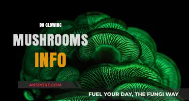 Glowing Mushrooms: Nature's Night Lights Explained