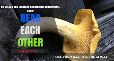 Golden vs. Cinnabar Chanterelles: Can These Mushrooms Coexist in the Wild?