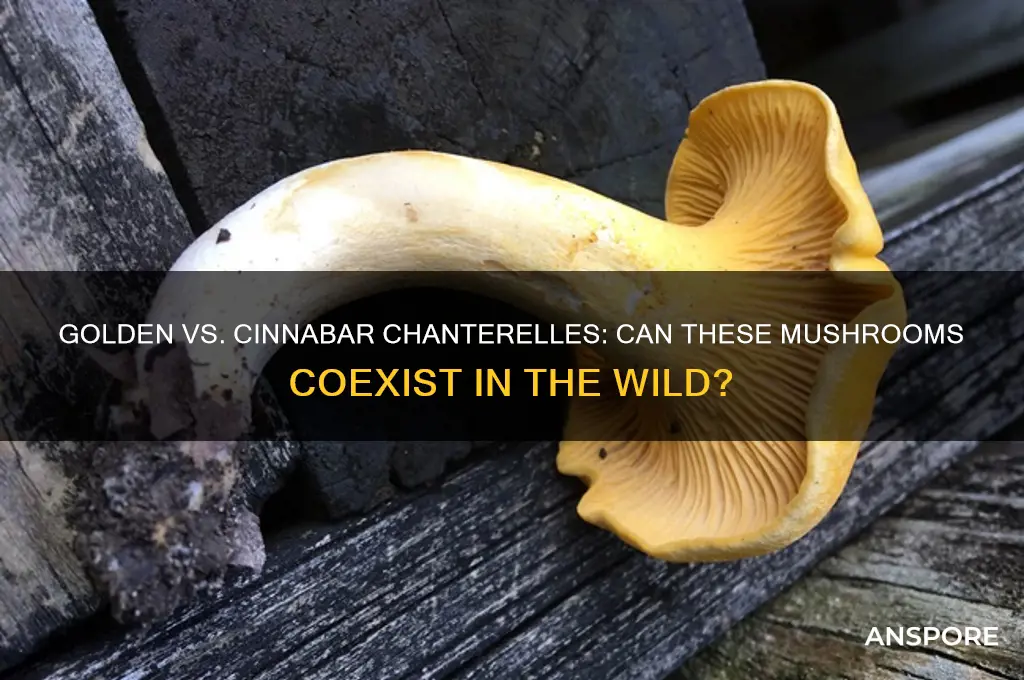 do golden and cinnabar chanterelle mushrooms grow near each other