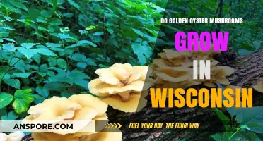 Golden Oyster Mushrooms in Wisconsin: Can They Thrive in the Midwest?