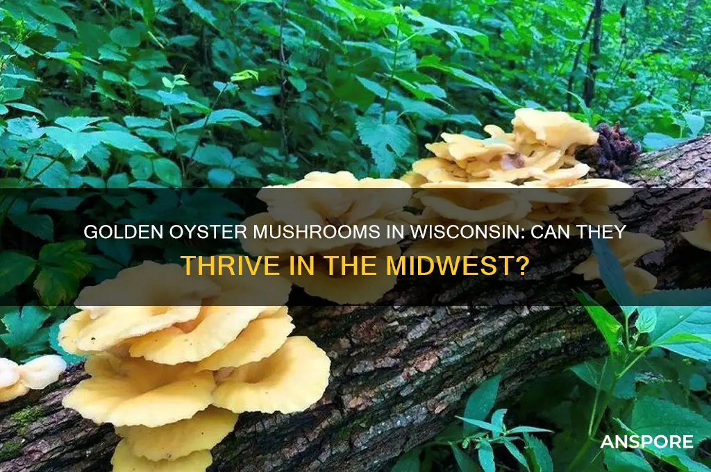 do golden oyster mushrooms grow in wisconsin