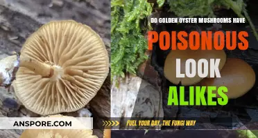 Identifying Golden Oyster Mushrooms: Beware of Toxic Look-Alike Species