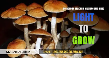 Golden Teacher Mushrooms: Do They Require Light for Optimal Growth?