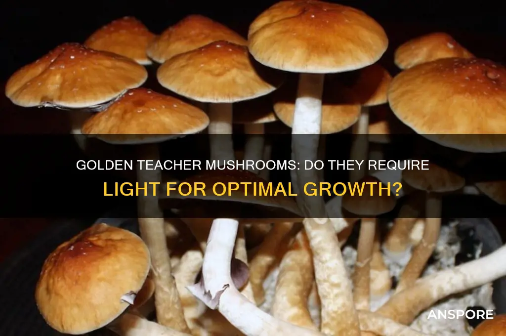 do golden teacher mushrooms need light to grow